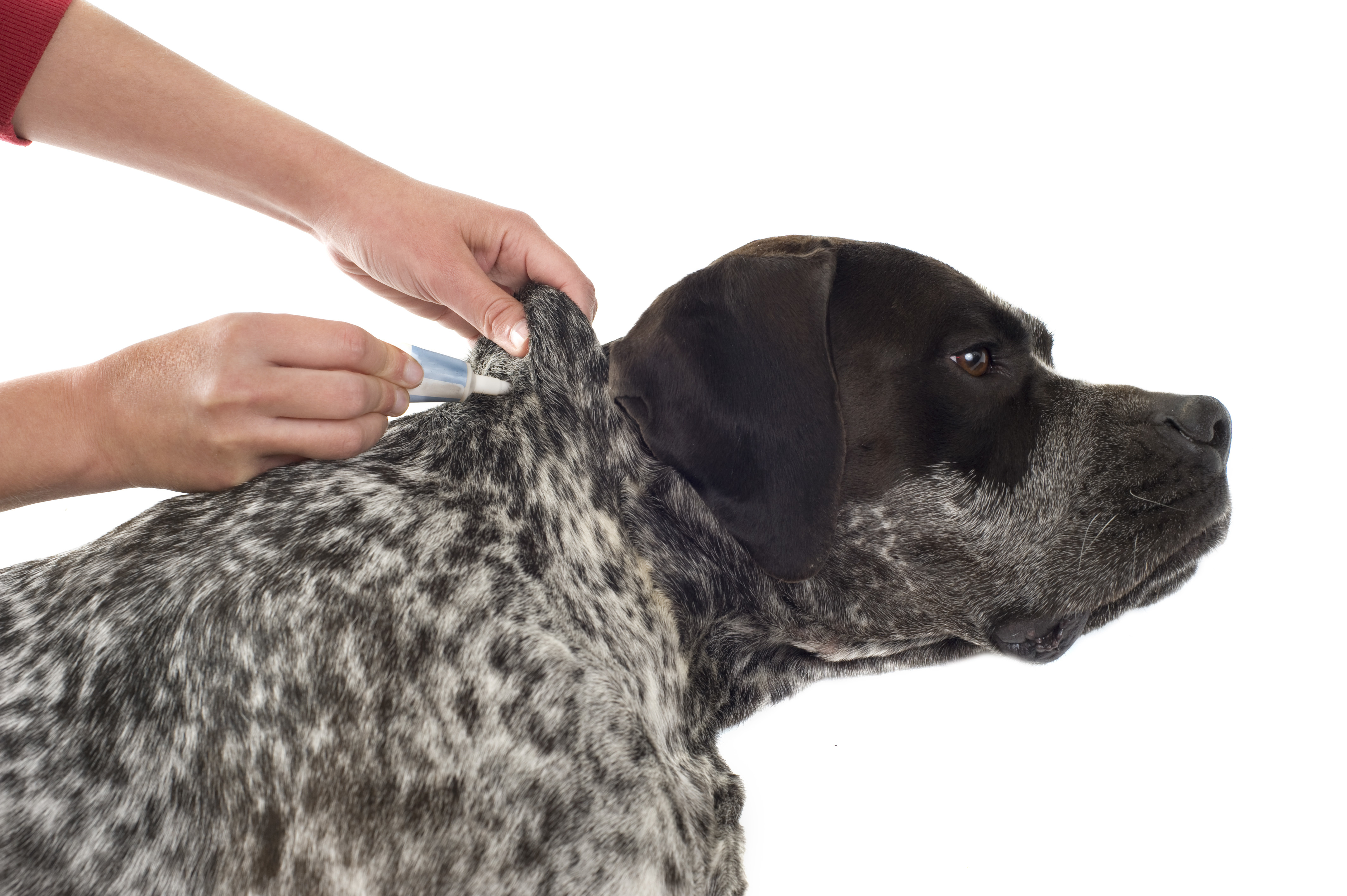 tick and flea prevention for a purebred german pointer dog