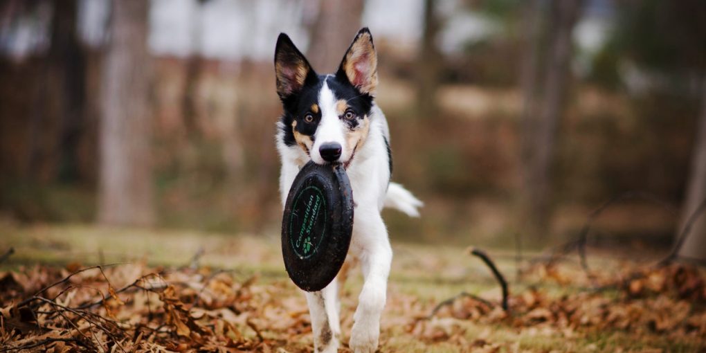 Black and white dog plays with a frisbee