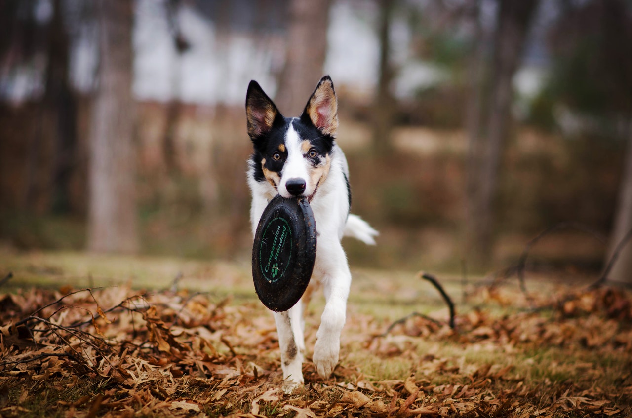 Black and white dog plays with a frisbee