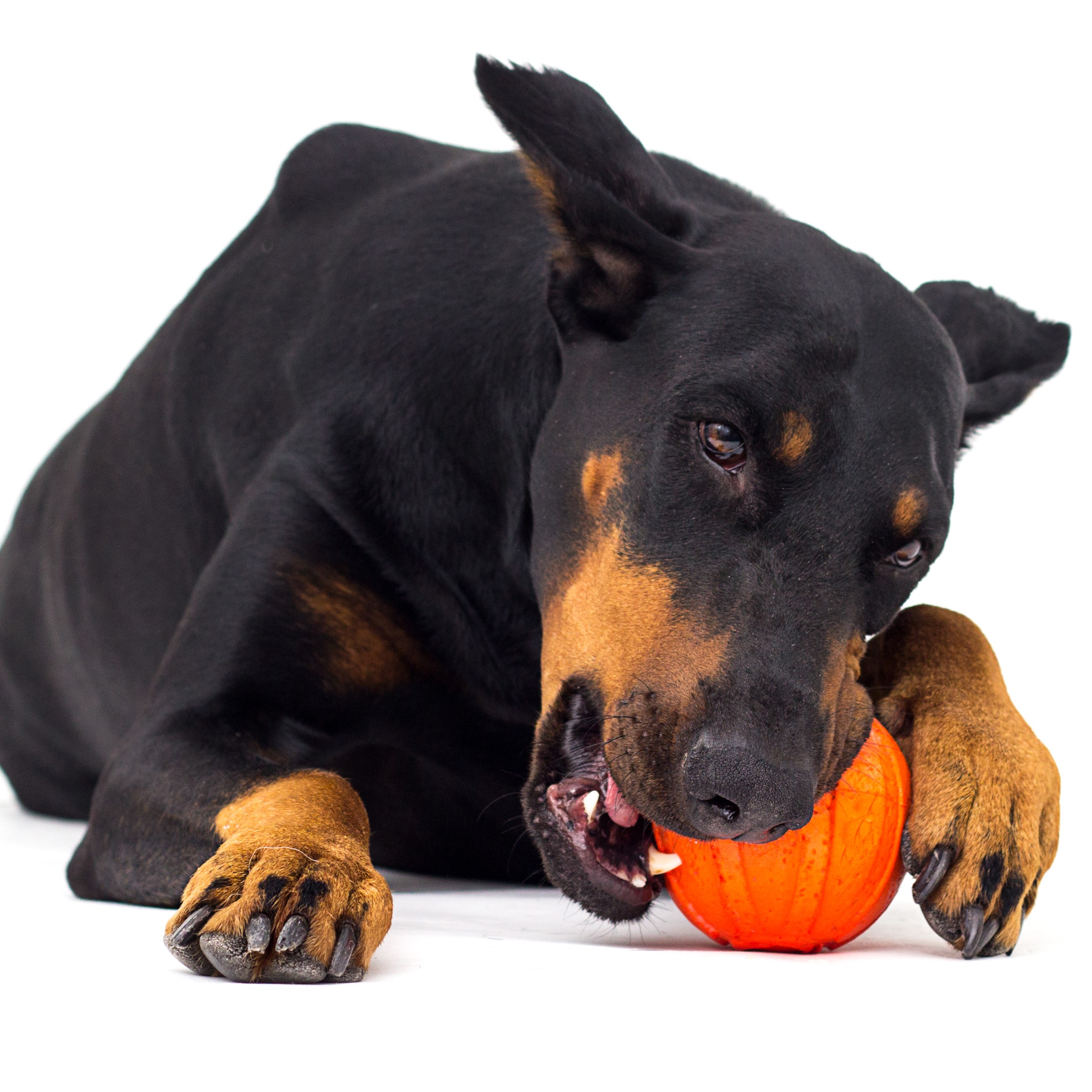 Dog Chewing a Ball