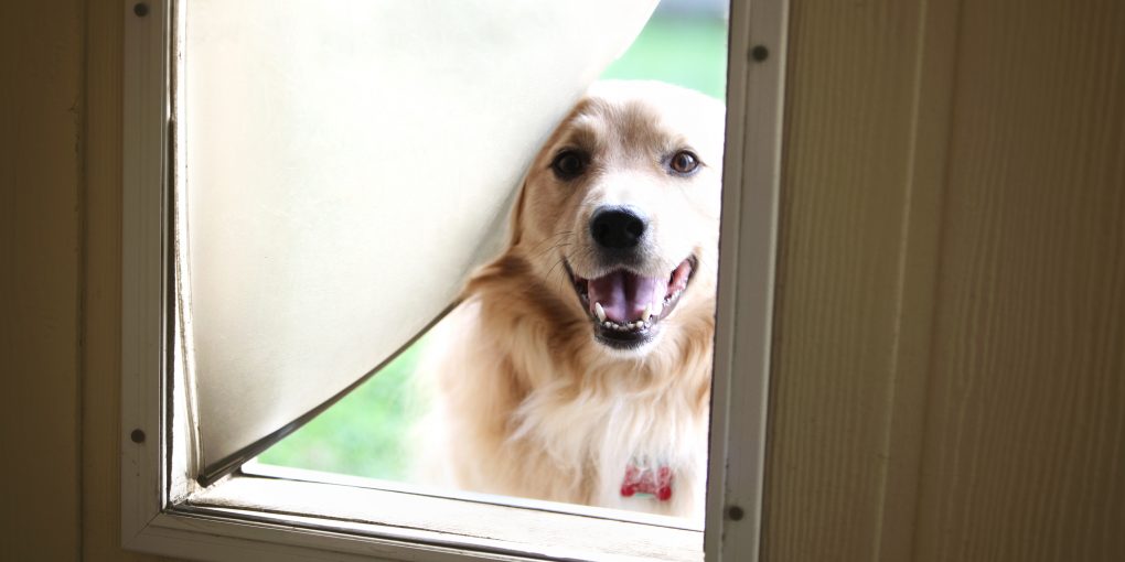Cute dog looking through doggie door