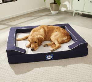 Labrador Dog lying on Sealy Lux Premium Orthopedic Bolster Dog Bed