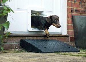 SureFlap Microchip Cat & Small Dog Door Connect with a Dachshund in it