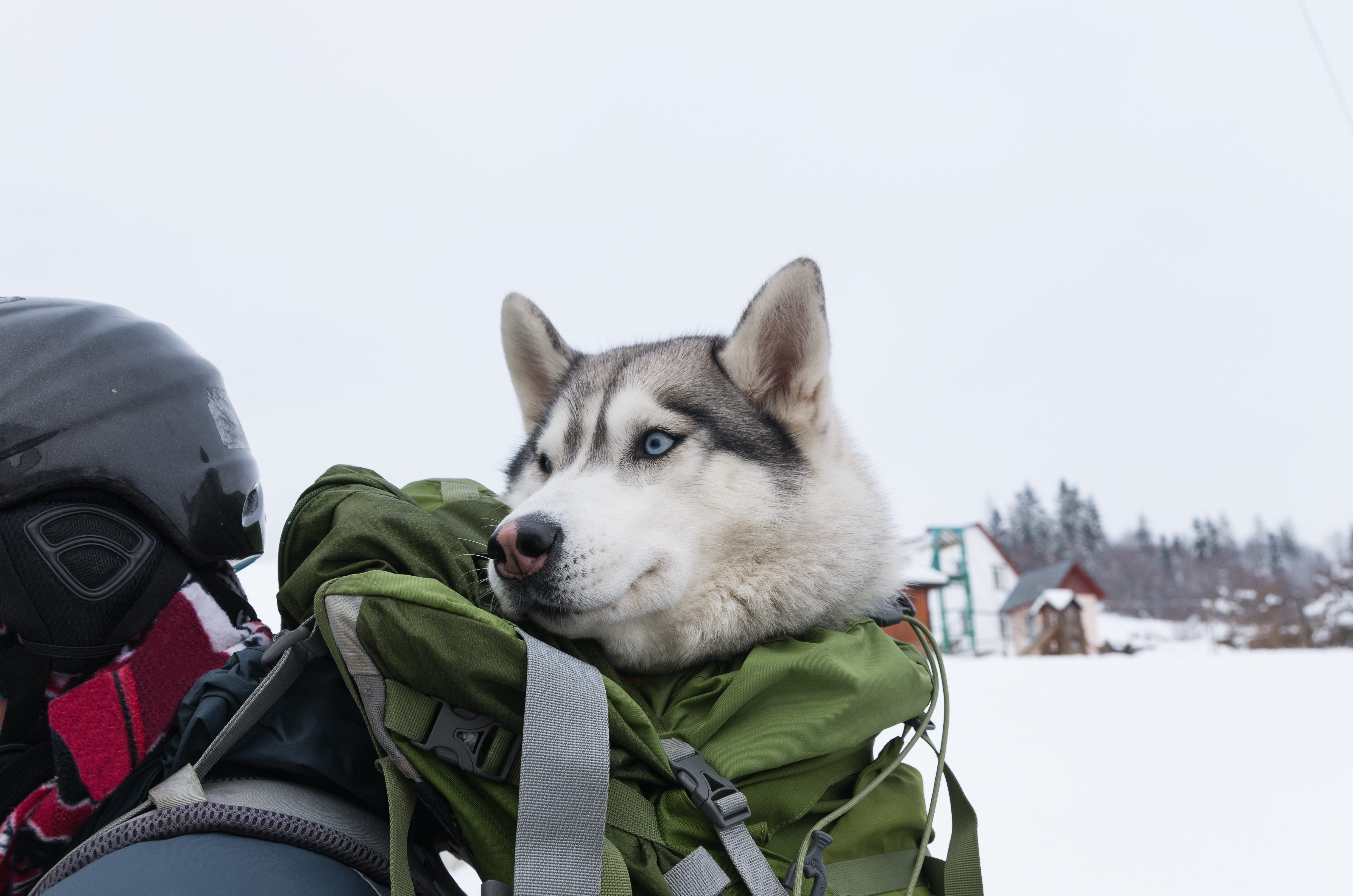 Husky looks out of the backpack on the back of a skier