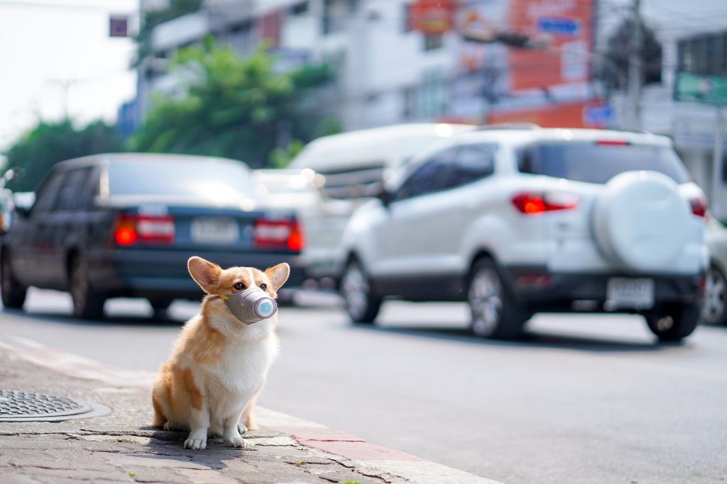 Corgi dog wears dust mask sit on sidewalks with heavy traffic that have dust and air pollution problems. air pollution problems affecting the lives of people and animals.