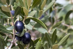 olive branch with black olives