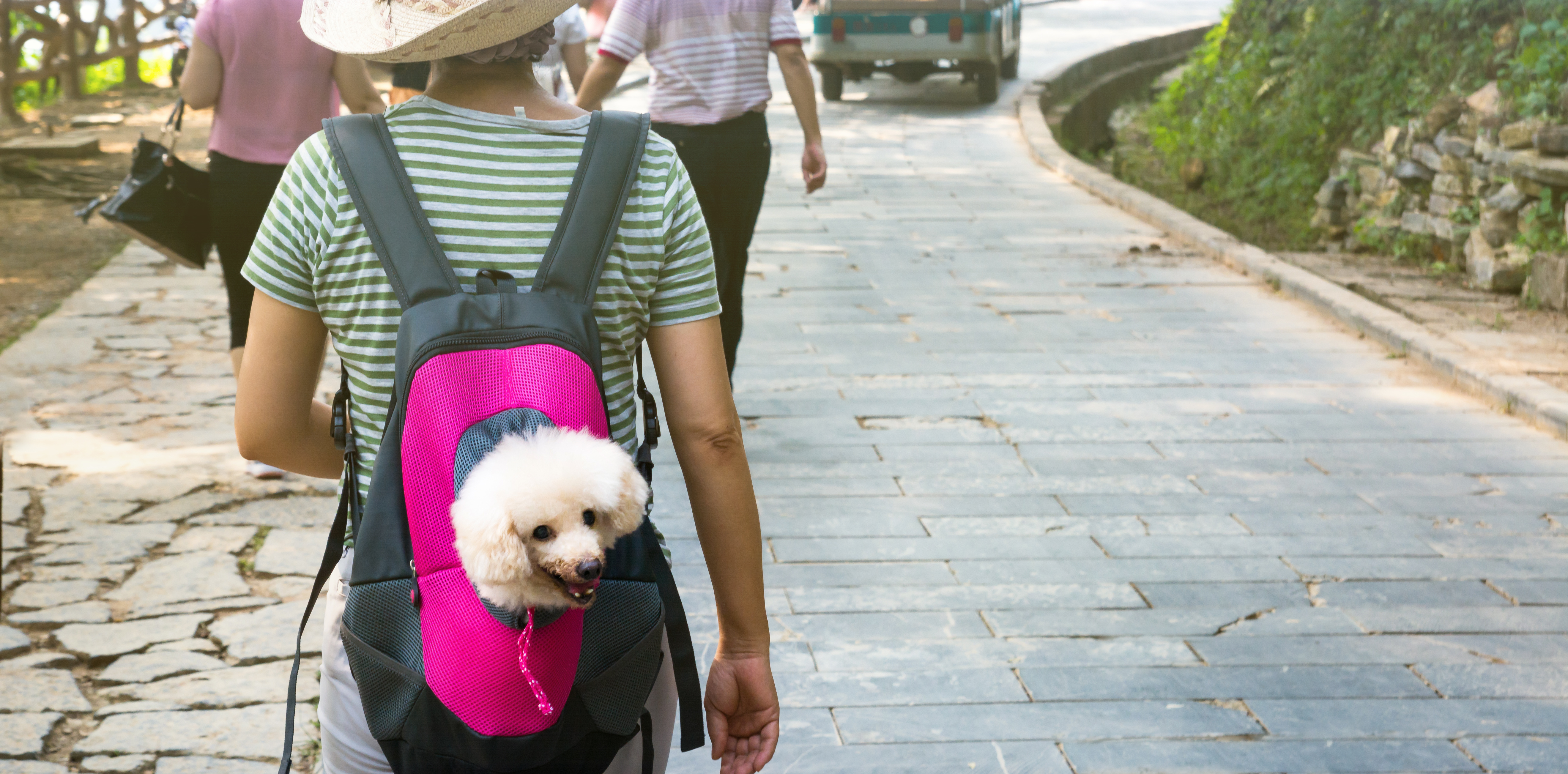 Dog In A Dog Backpack