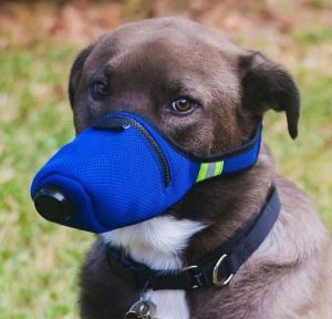 EMGOD Pet Dog Mask,Anti-Haze Recyclable 4 Layers Dog with Breathing Valve 
