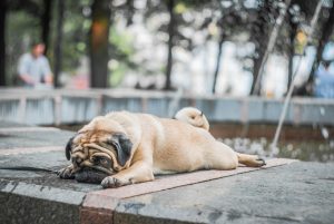 tired Pug dog lies on the concrete