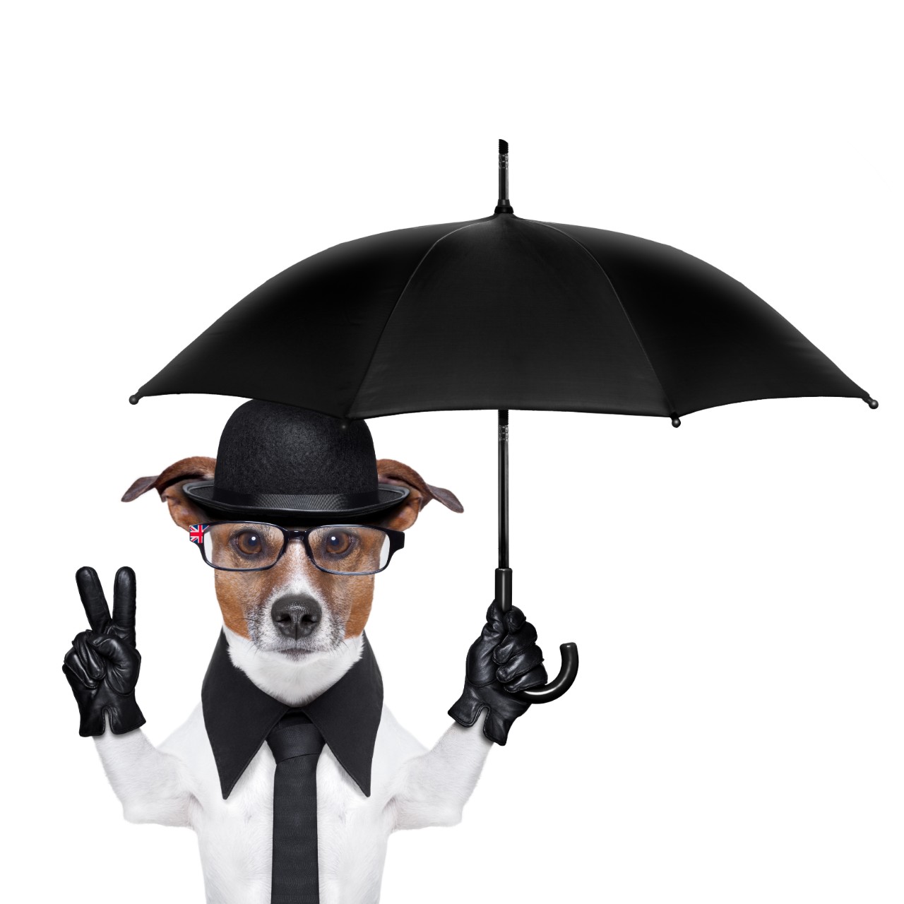 Best Dog Umbrella