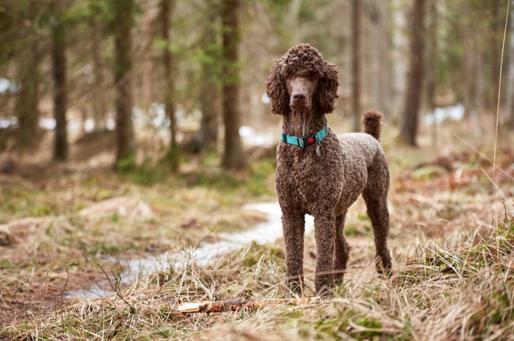 A standard-sized Poodle ready for different kinds of tasks