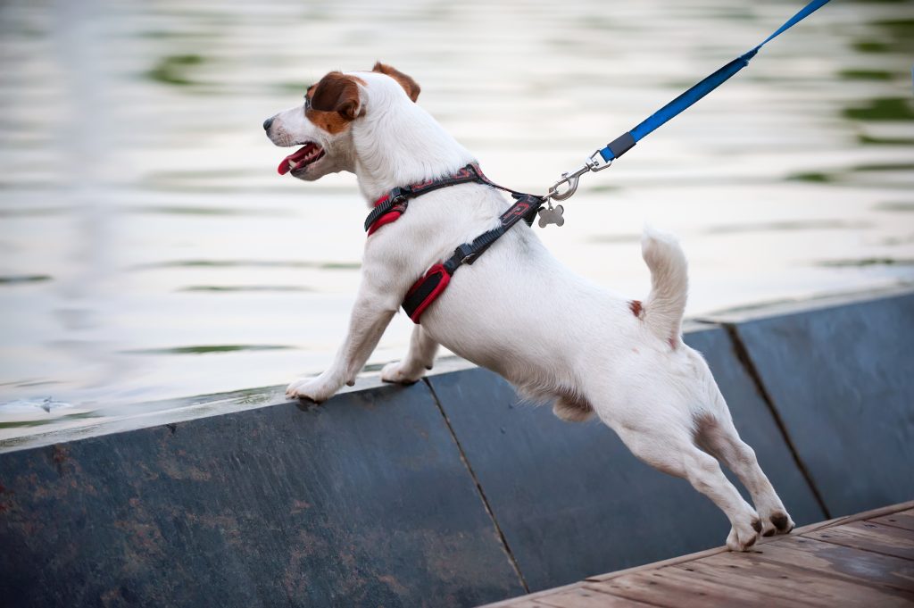 Person holding white dog on a harness near the water