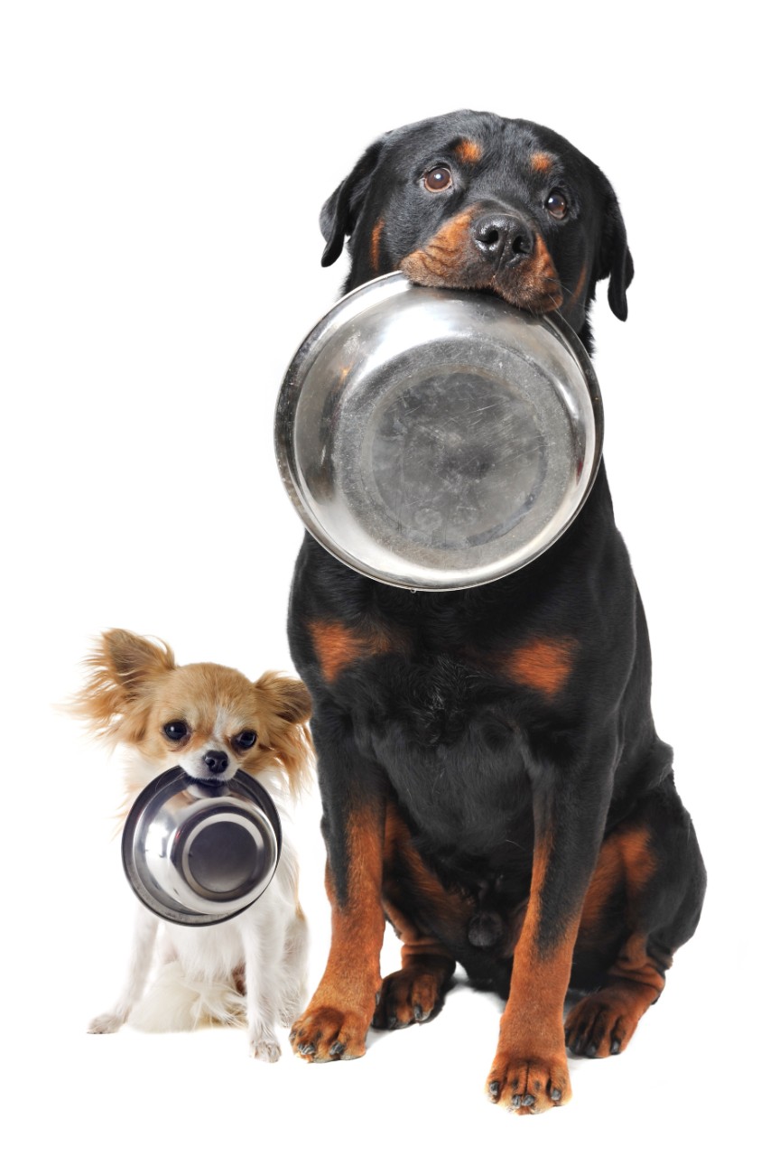 Dogs With Plates Isolated on White