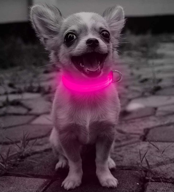 Domi LED Dog Collar, USB Rechargeable Light Up Collar for Small Dogs and Cats