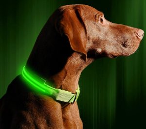 Illumiseen LED Dog Collar - USB Rechargeable - Available in 6 Colors & 6 Sizes