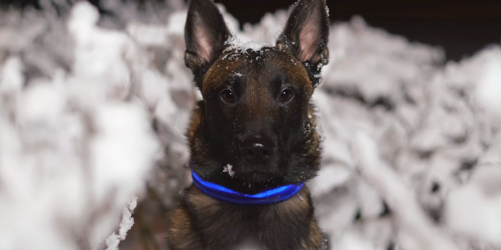Black dog wearing a blue LED collar sits in the snow