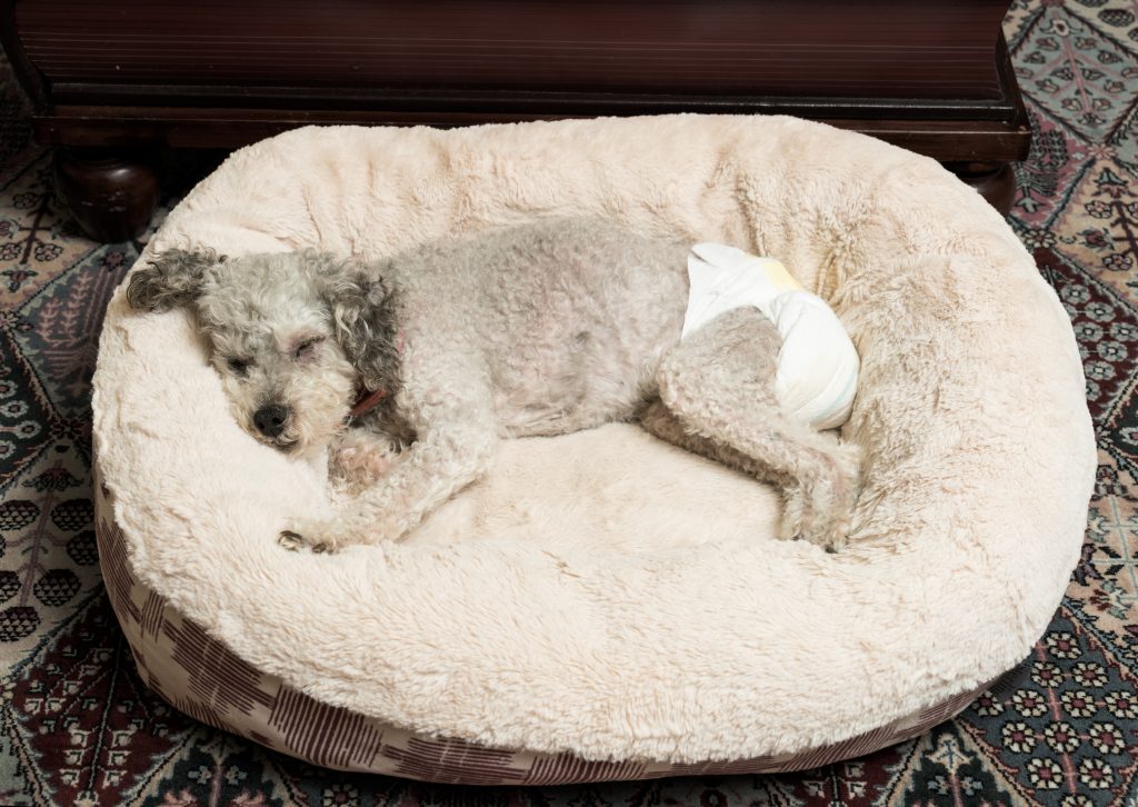 Dog in diapers sleeping in a fluffy bed