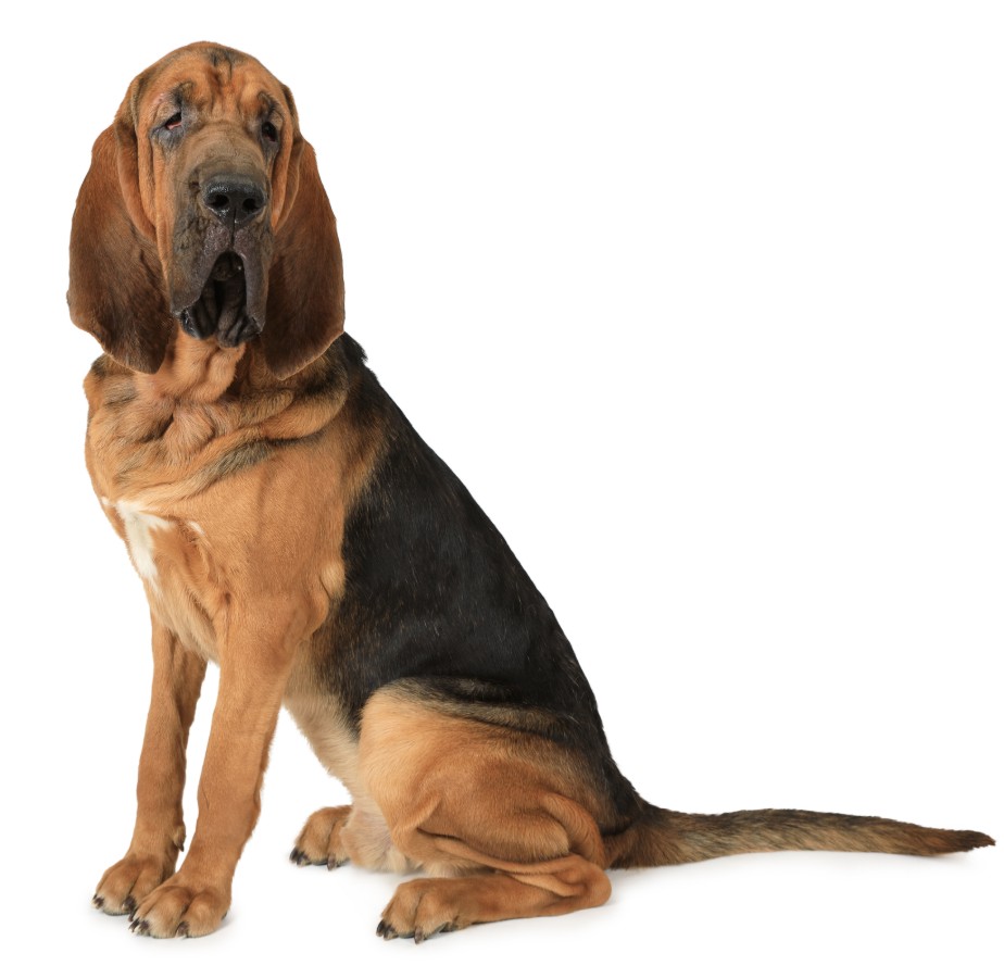 Calm Hunting Dog to Raise - Bloodhound