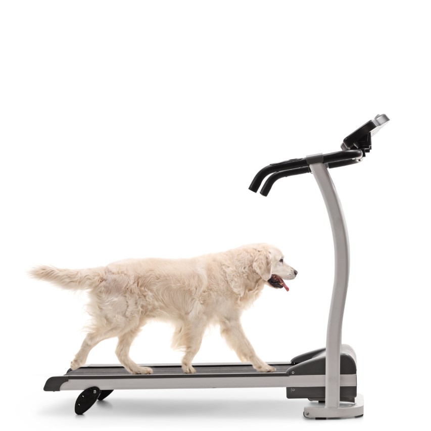 Dog Running on Treadmill