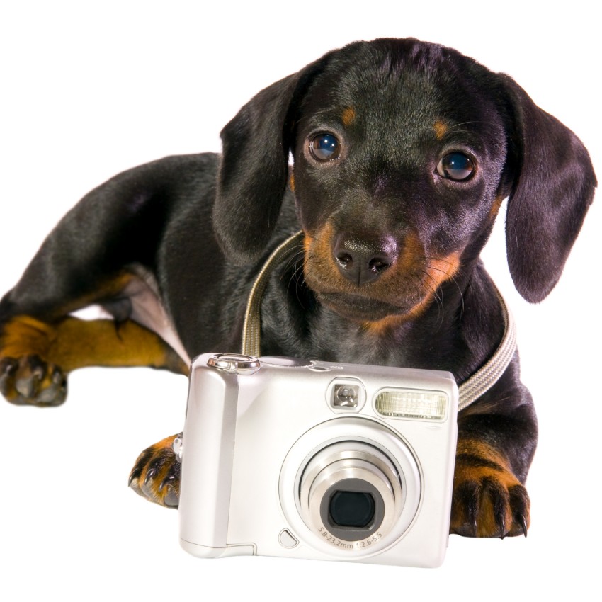Dog With The Camera Isolated on White