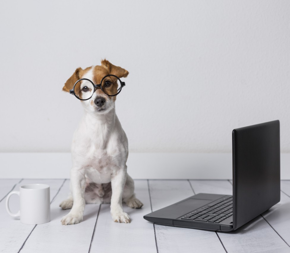 Dog near Laptop in Glasses