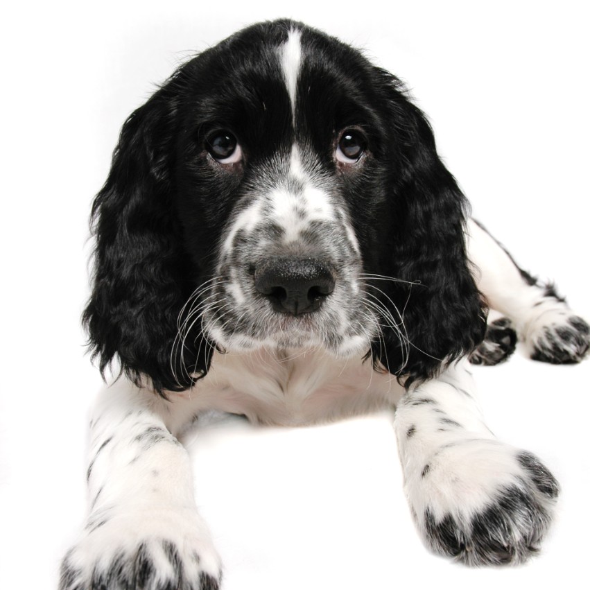 English Springer Spaniel – The Best Companion for Your Family
