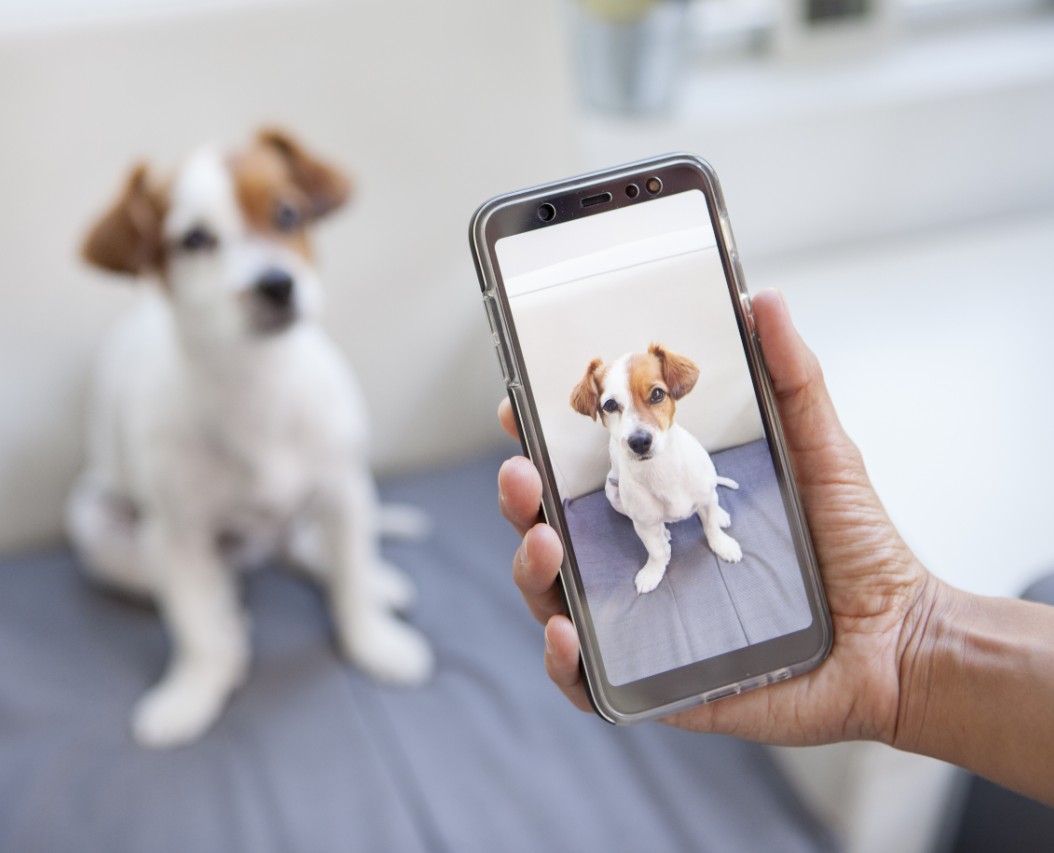Photo of the Dog on the Phone