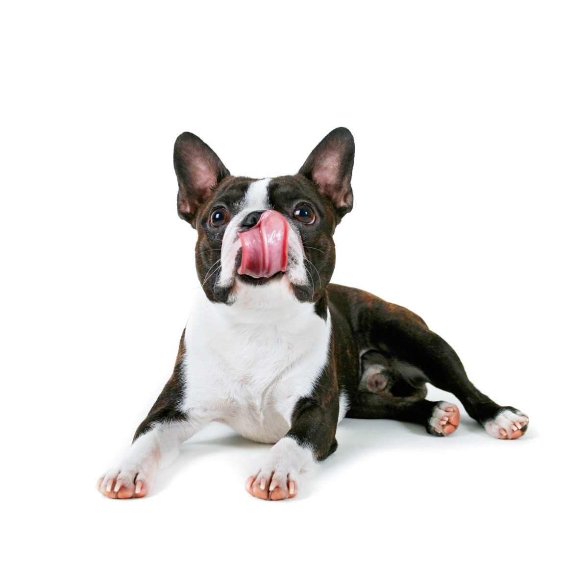 The Friendly and Amusing Boston Terrier