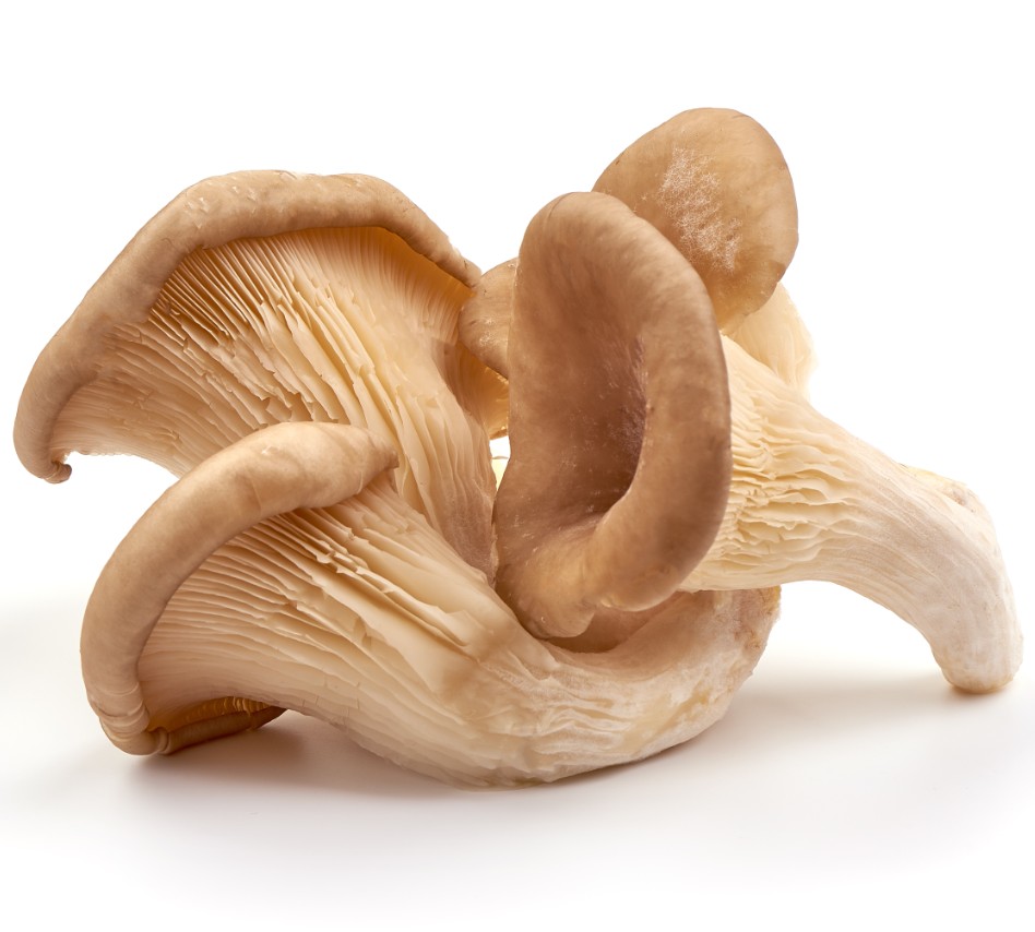 White Mushrooms Isolated on White