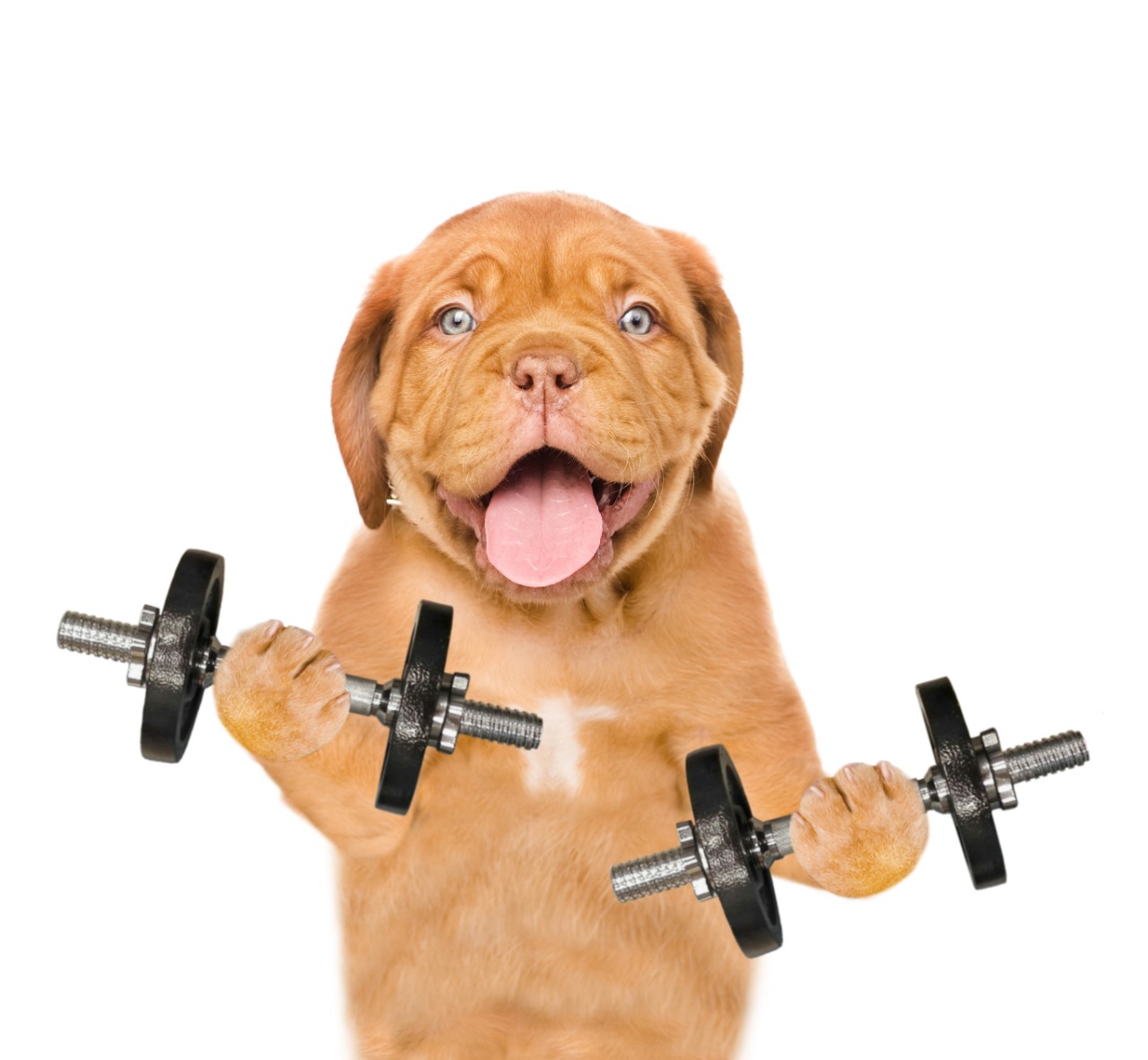 9 Ways to Get Your Dog More Exercise