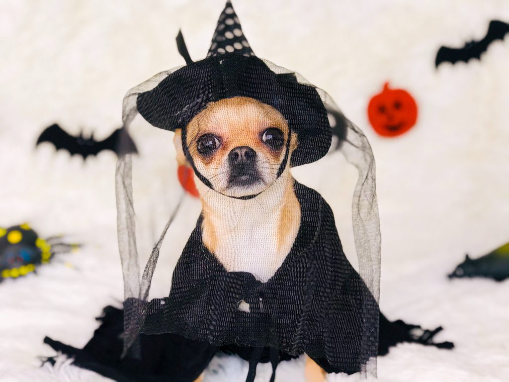 Small dog in a Halloween costume of a witch
